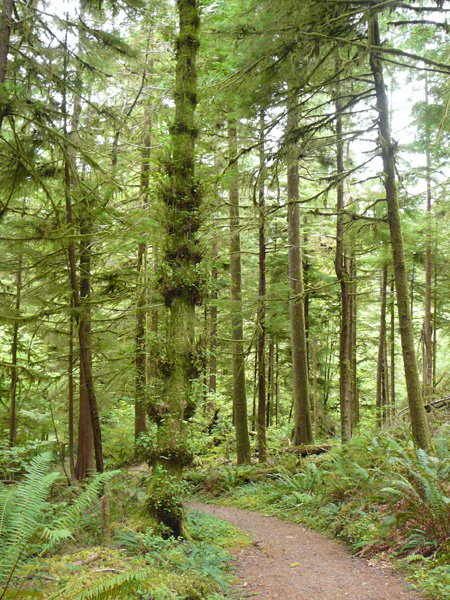 Quinault Loop Trail System in the Quinault Rainforest